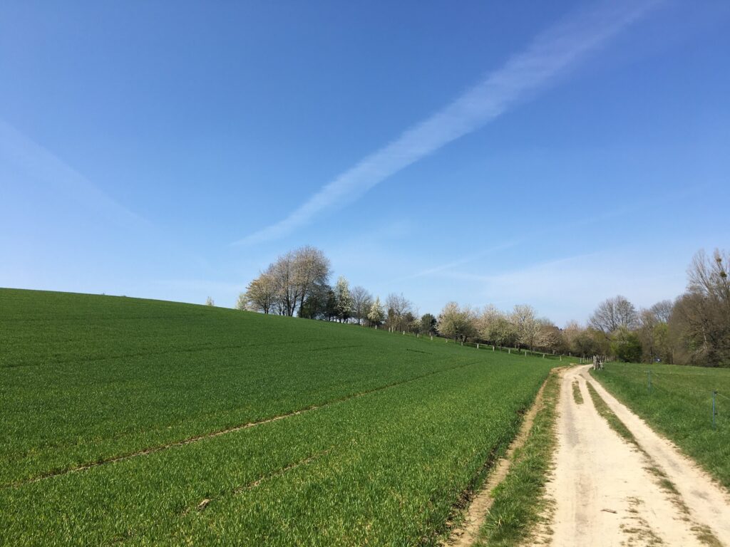 Ein Weg und eine Wiese
