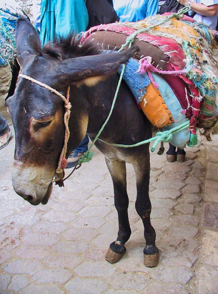 Ein Esel mit schwerem Gepäck auf dem Rücken.